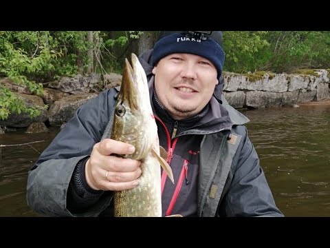 Видео: Щука и Красноперка на Балтийском море Выборгский залив, крупная щука, big pike, Baltic sea
