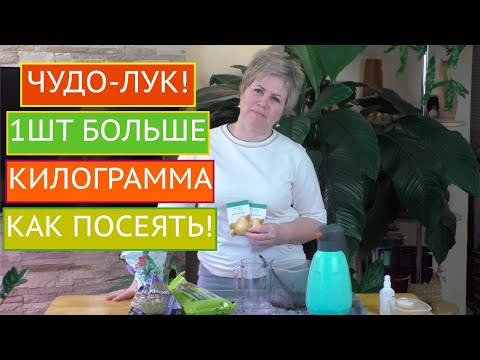 Видео: КАК ПРАВИЛЬНО ПОСЕЯТЬ ЛУК НА РАССАДУ! РАССАДА 2021!