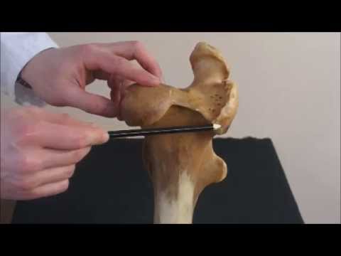 Видео: бедренная кость и коленная чашка лошади
