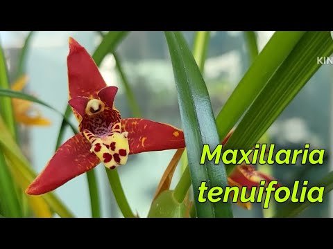 Видео: Maxillaria tenuifolia очередное домашнее цветение.