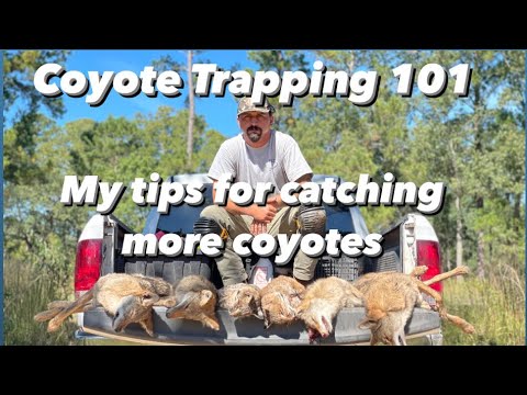 Видео: Отлов койотов. 101. Как поймать койотов!