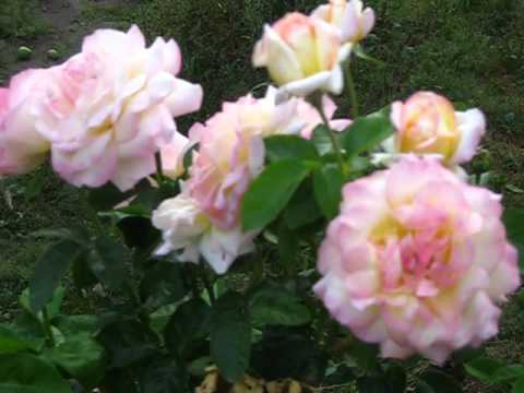 Видео: Троянда Глорія Дей, кущ.