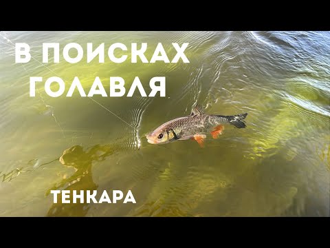Видео: ТЕНКАРА x В поисках голавля #124