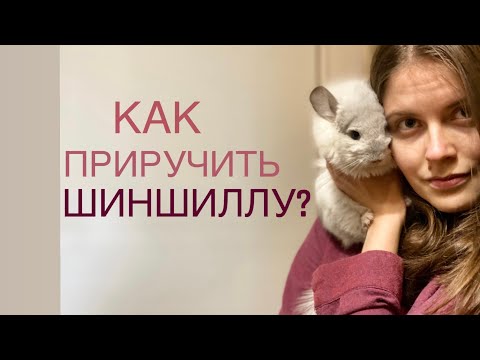 Видео: Как приручить шиншиллу?