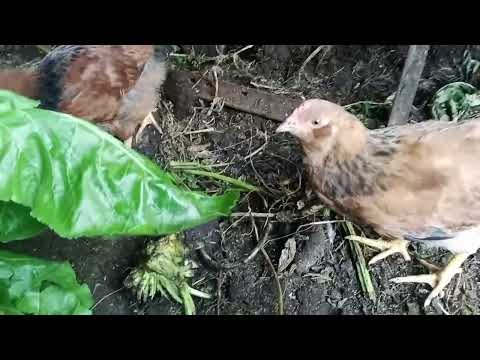 Видео: Коровы и овцы