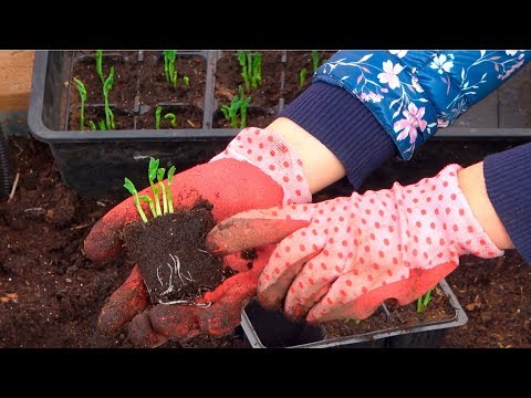 Видео: ОБЯЗАТЕЛЬНО ПОСАДИТЕ ГОРОШЕК ЭТИМ СПОСОБОМ ДЛЯ РАННЕГО УРОЖАЯ!