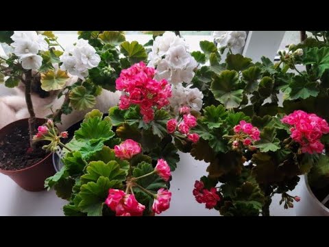 Видео: Занесла пеларгонию с улицы домой. Что с ней делать дальше?