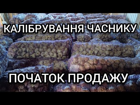 Видео: КАЛИБРОВКА чеснока 5 ТОНН в день. Начало продаж!