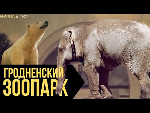 Видео: Где искать белого медведя из Гродненского зоопарка?