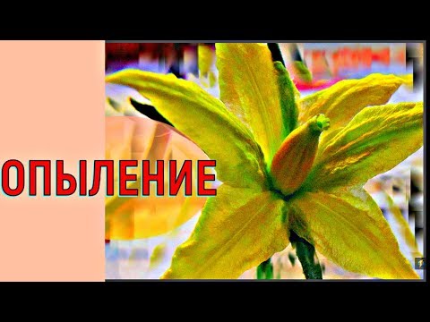 Видео: КОГДА ЗАВЯЗЫВАЮТСЯ ПОМИДОРЫ?  ОПЫЛЕНИЕ ТОМАТОВ.