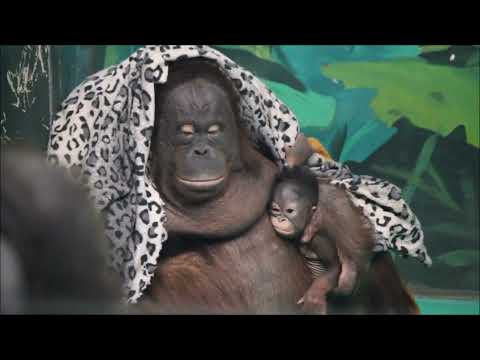 Видео: Орангутаны. Бату, Мишель и малышка Бушель 05.11.2025