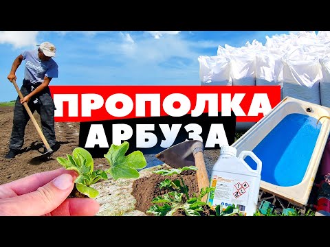 Видео: Прополка 🌱🍉🚜 30 05 23