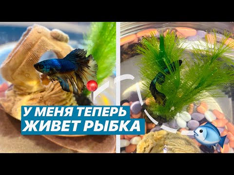 Видео: КУПИЛА СЕБЕ РЫБКУ 🐠