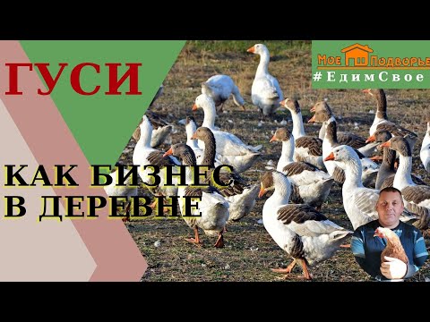 Видео: Сколько весит гусь в 5 месяцев. "Мое Подворье"