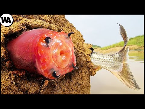 Видео: Этот Червь Кажется Обычным, Пока "Второй" Не Вылезет из Него