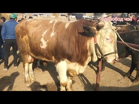 Видео: Молбозори Мискинобод 19 октябрь 2025