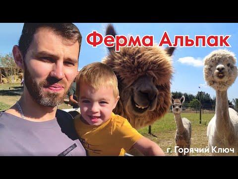 Видео: Ферма Альпак в Горячем ключе.