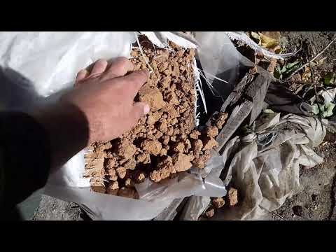 Видео: Кормление поросят без БМВД и ПРЕМИКСА. Как Я кормлю поросят от 15 дней до 2 месяцев. 09.10.20