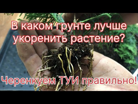 Видео: В каком ГРУНТЕ лучше УКОРЕНИТЬ растение? Черенкуем ТУИ правильно!