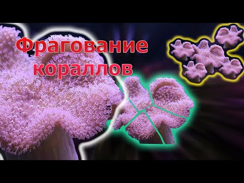Видео: Фрагование мягких кораллов