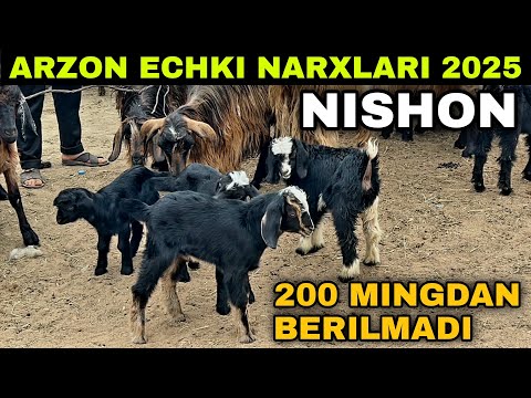 Видео: 27-MAY ECHKI NARXLARI 2025 QASHQADARYO NISHON MOL BOZORI NARXLARI 2025 НИШОН МОЛ БОЗОРИ 2025