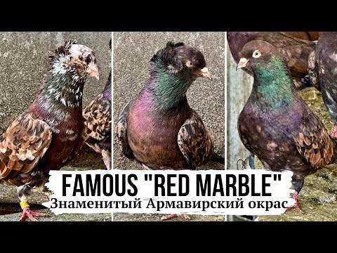 Видео: ЗНАМЕНИТЫЙ АРМАВИРСКИЙ КРАСНОМРАМОР | Бойные голуби Роберта Богдасарова | Famous Armavir Red marble