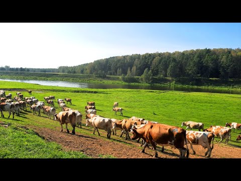 Видео: ОТЛИЧНЫЙ клев ОКУНЯ! Микроджиг в живописных местах!