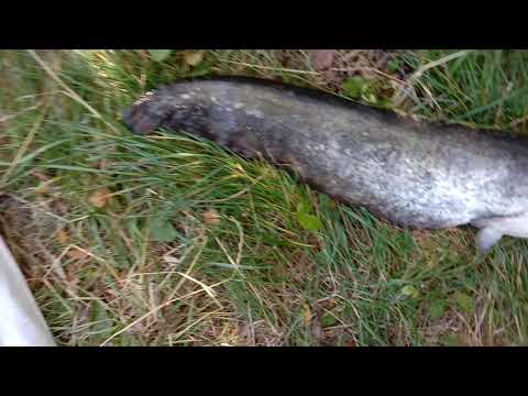 Видео: ЛОВЛЯ СОМА С КВОКОМ НА ЖИВЦА.ЗАБЕРИТЕ КВОК.КОНКУРС