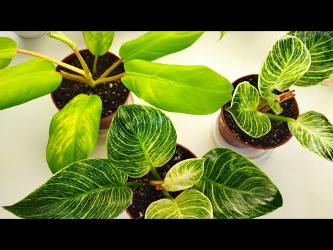 Видео: Комнатные растения 🌿/ Филодендроны/Результат укоренения,проверяем корни /  Повседневные заботы 🌱