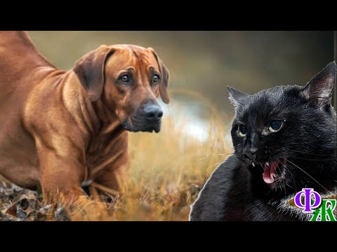 Видео: Сатана 21. «Я всё понял, ты больше никогда не пожалеешь о том, что спас меня» - сказал пёс коту