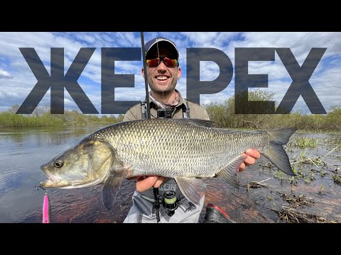 Видео: Жерех на спиннинг весной (часть 2).