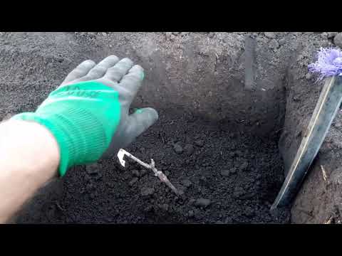 Видео: Умная яма. Посадка саженца винограда в умную яму