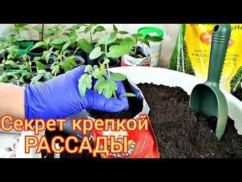 Видео: Выращиваем КРЕПКУЮ РАССАДУ.Перевалка.Важно выбрать ПРАВИЛЬНЫЙ ГРУНТ Что добавляю ВСЕ СЕКРЕТЫ