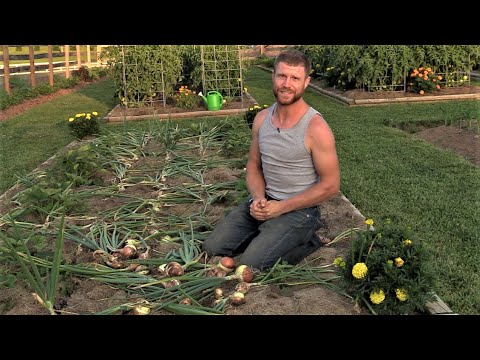 Видео: Как собирать, сушить и хранить лук