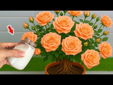 Видео: Всего 1 чашка! И вдруг ветка розы пустила корни и расцвела ярче прежнего!
