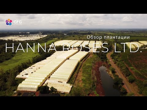 Видео: КЕНИЯ. Впервые на плантации Hanna Roses Ltd.