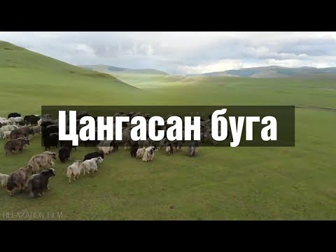 Видео: Цангасан буга