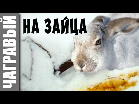 Видео: Охота на зайца с капканом | мое новое видео | Russian crazy trapping rabbit