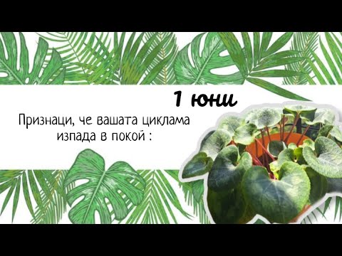 Видео: Защо Цикламата изпада в покой, кога изпада и какво се прави в този период?