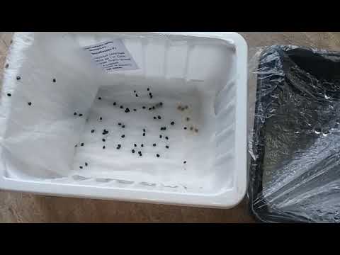 Видео: лук-чернушка Эксибишен проклюнется за сутки!