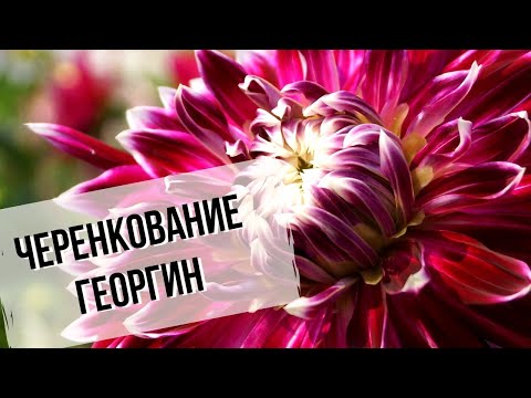 Видео: Черенкование георгин | Как сохранить любимый сорт