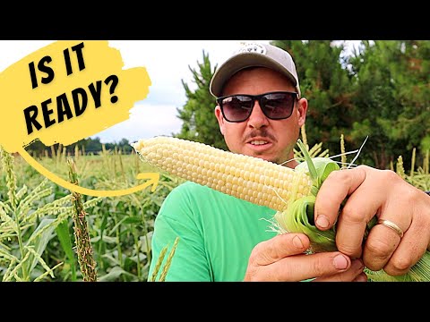 Видео: Когда следует собирать сладкую кукурузу? | *Полный обзор сада на заднем дворе*
