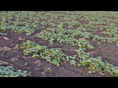 Видео: як я вирощую кавун та диню - мінімум хімії максимум біопрепаратів