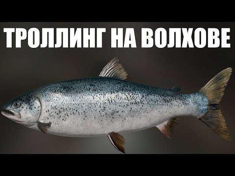 Видео: ТРОЛЛИНГ НА ВОЛХОВЕ в РР4. Фарм серебра на р ВОЛХОВ в Русская Рыбалка 4
