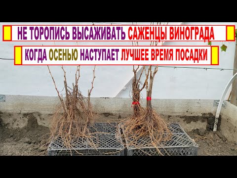 Видео: 🍇 Даже не думай в ЭТО ВРЕМЯ высаживать САЖЕНЦЫ ВИНОГРАДА. Когда наступит ЛУЧШИЙ ПЕРИОД для посадки!
