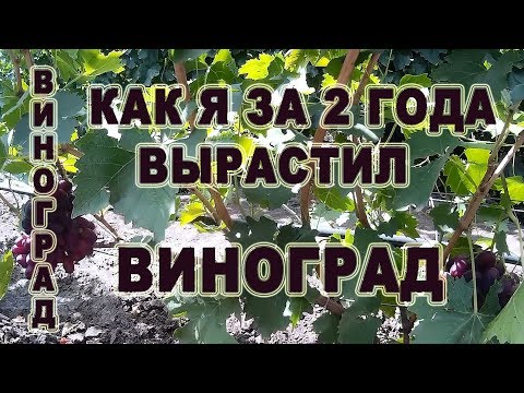 Видео: Как я за 2 года вырастил  виноград. Обзор отводка 2018 год