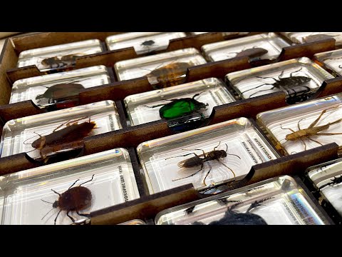 Видео: Обзор моей коллекции жуков-пауков. Часть 1