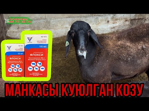 Видео: Мурду Куюлган Козуну Кантип Айыктырдык КӨРӨБҮЗ🙋🏻‍♂️🔥📽️