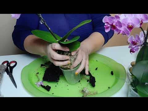 Видео: ОРХИДЕИ. В КАКОЙ ГРУНТ НУЖНО САДИТЬ ОРХИДЕИ .#1