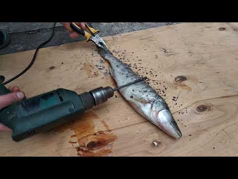 Видео: Как быстро почистить судака))